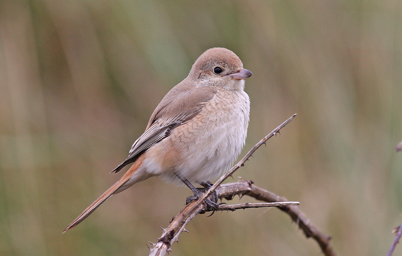 Daurian Shrike