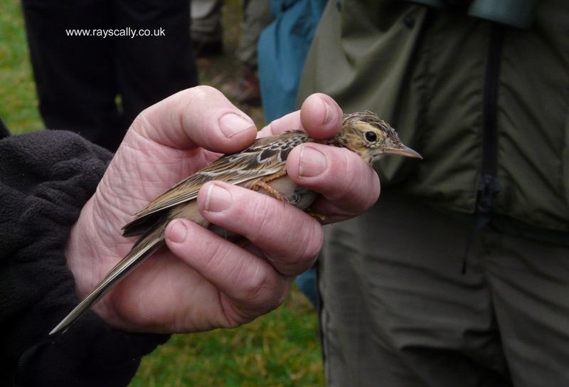 Richard's Pipit