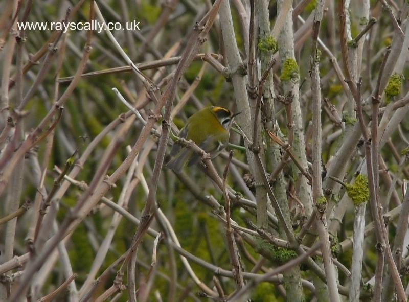 Firecrest