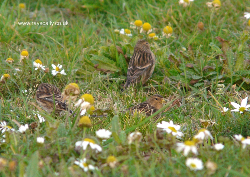 Twite