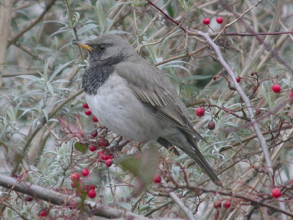 Black-throated Thrush