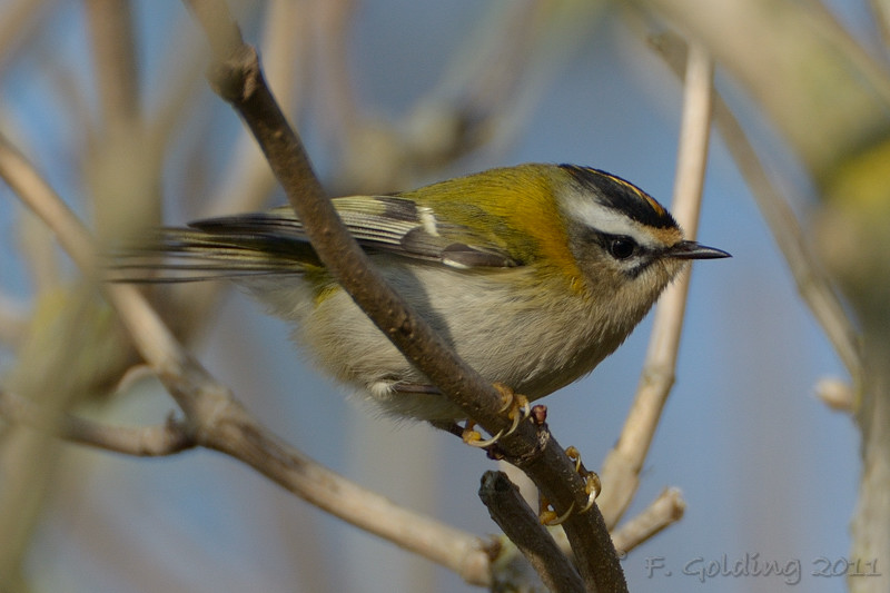Firecrest