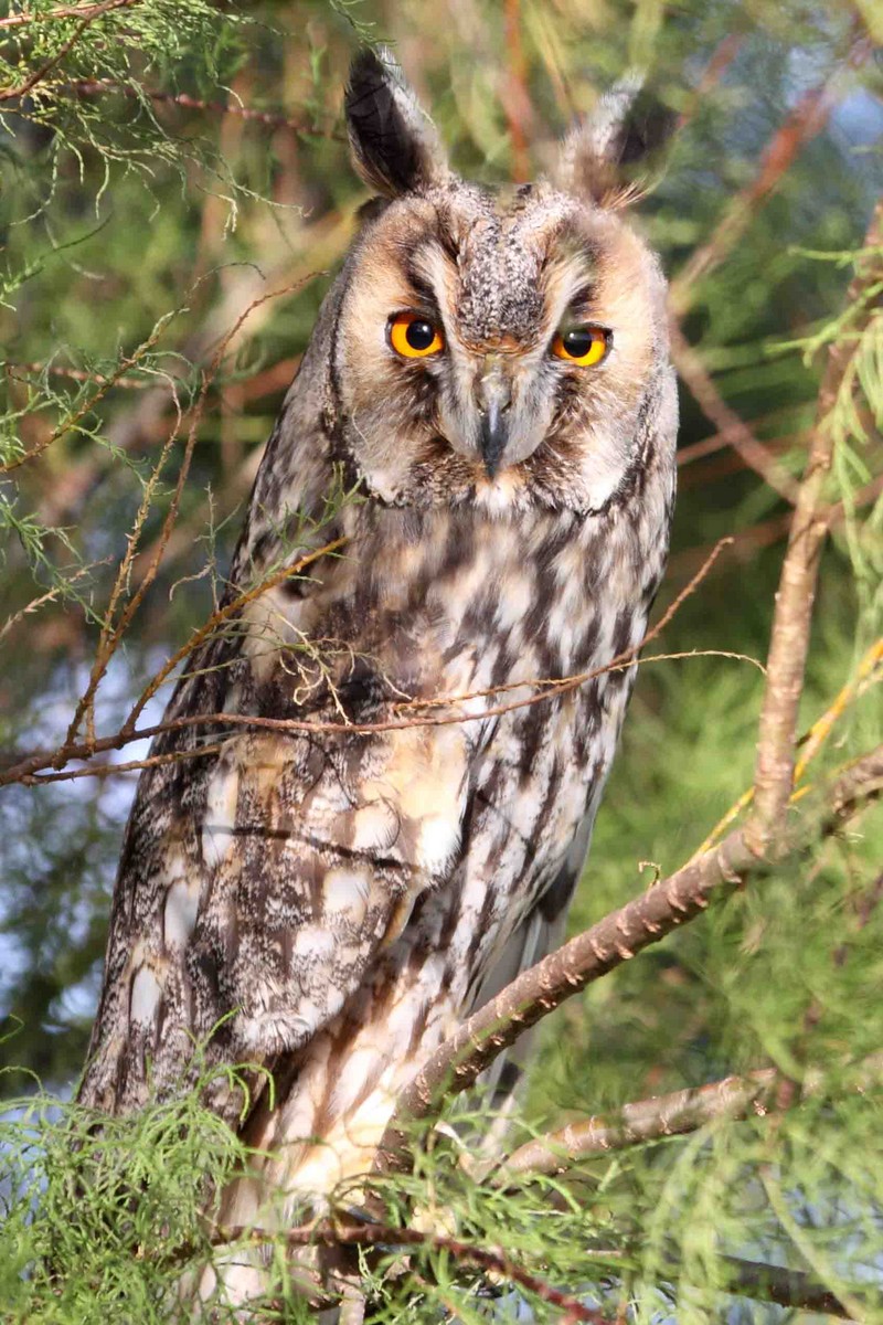 Long-eared Owl