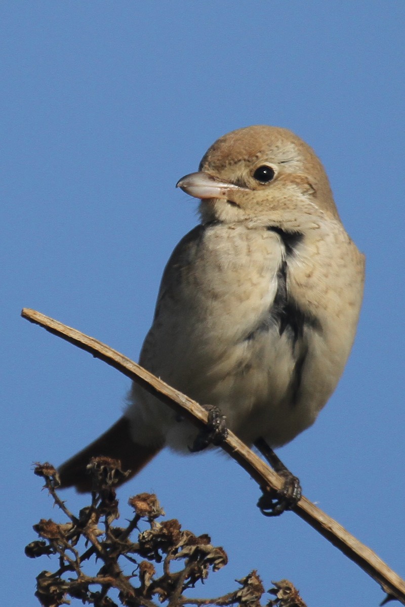 Daurian Shrike