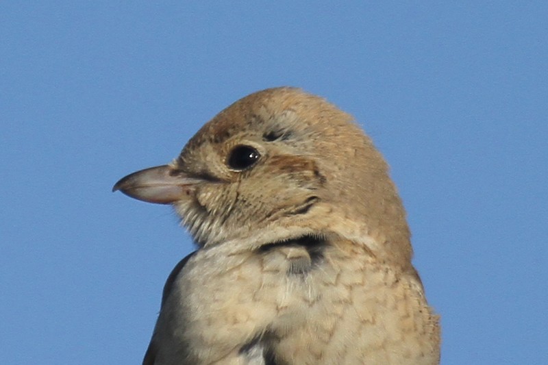 Daurian Shrike