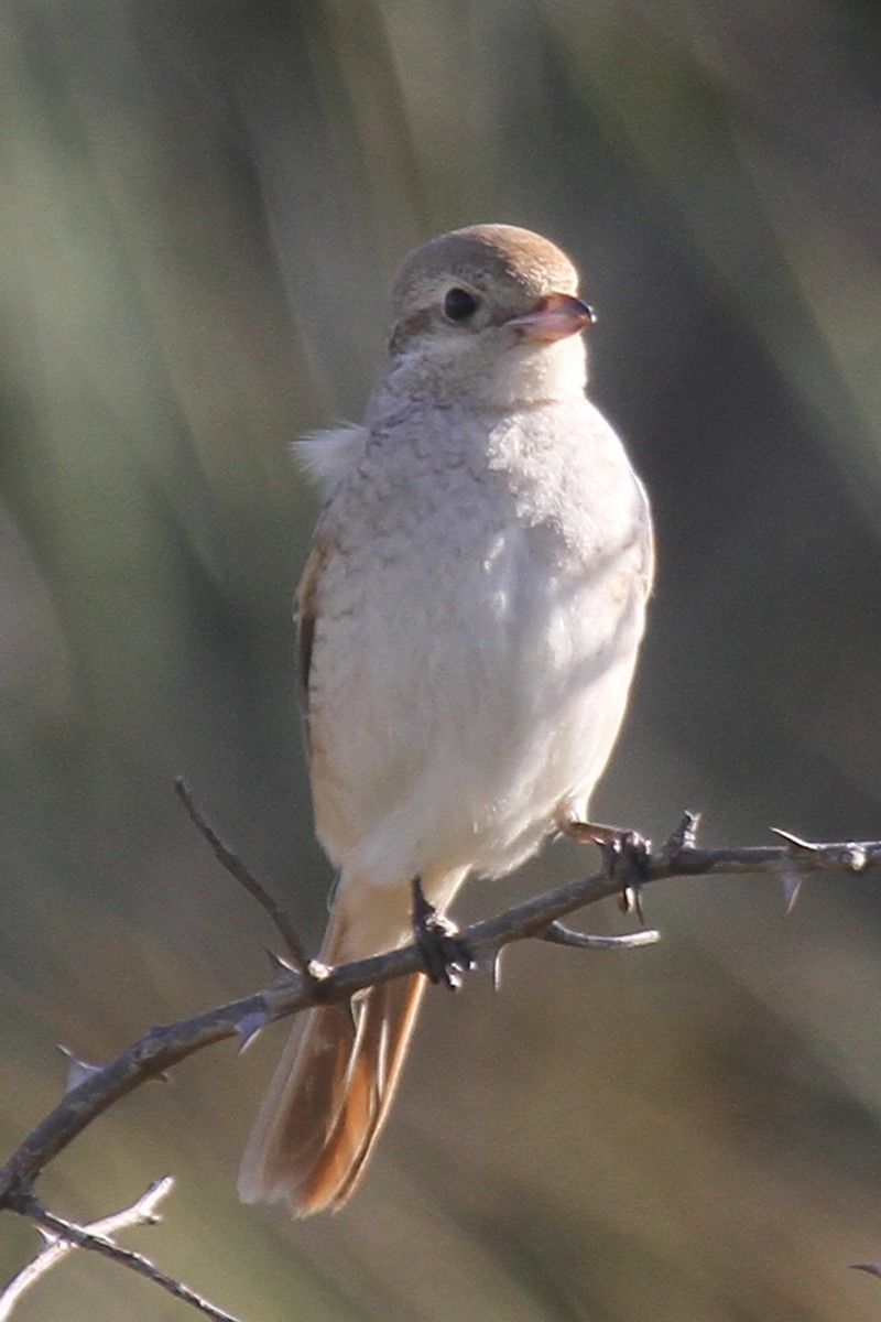 Daurian Shrike