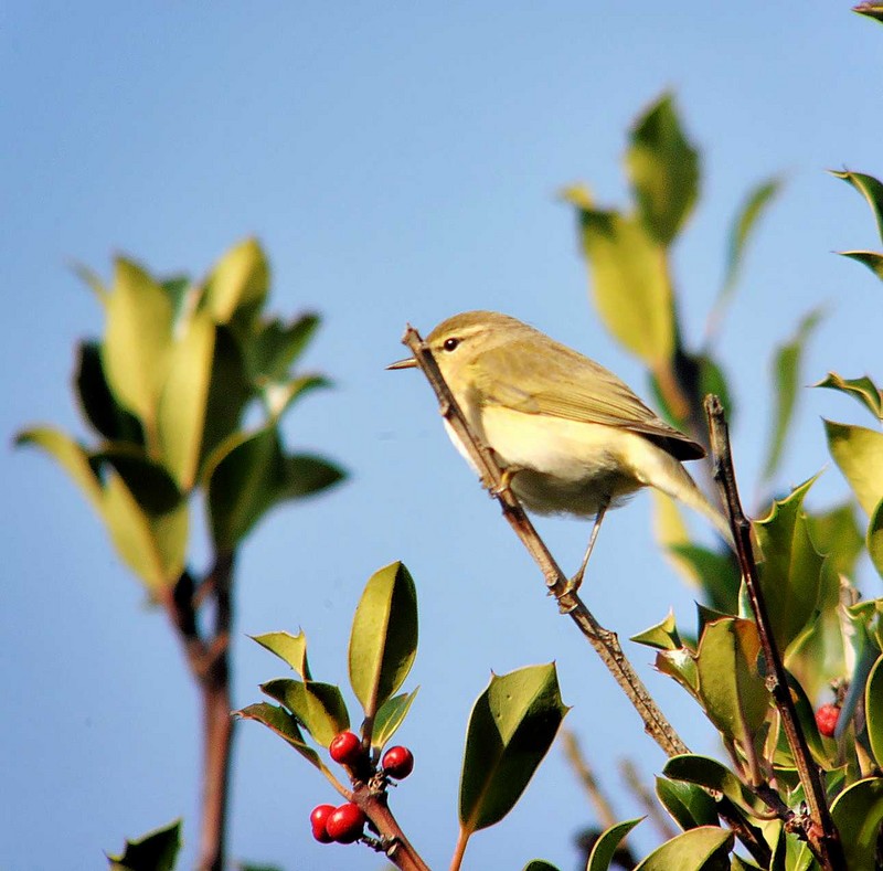 Chiffchaff