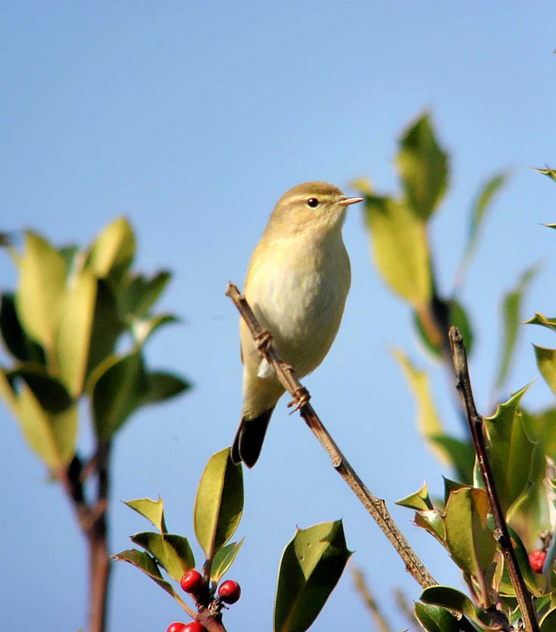 Chiffchaff