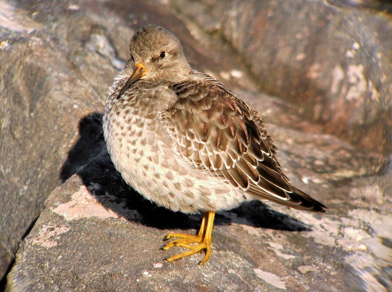 Purple Sandpiper