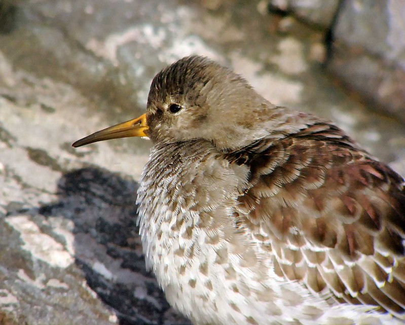 Purple Sandpiper