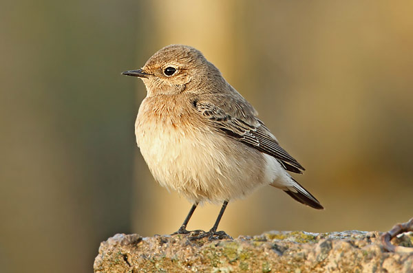 Pied Wheatear