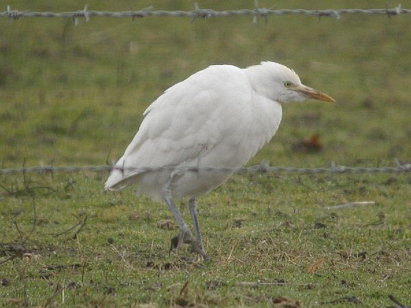Cattle Egret