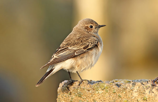 Pied Wheatear