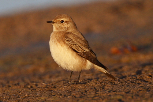 Pied Wheatear