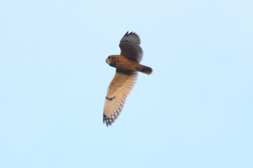 Short-eared Owl