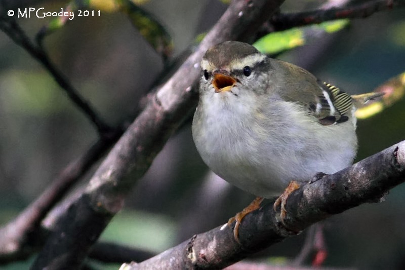 Yellow-browed Warbler