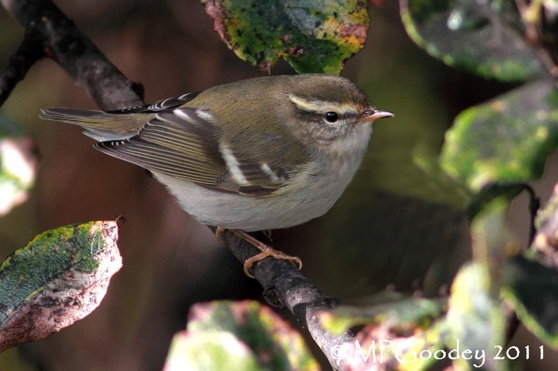 Yellow-browed Warbler