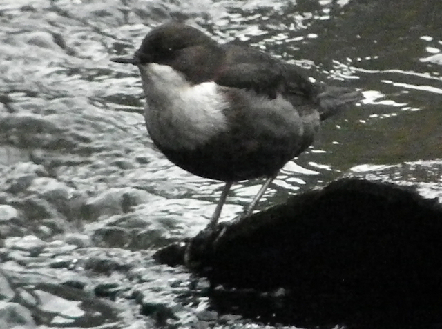Black-bellied Dipper