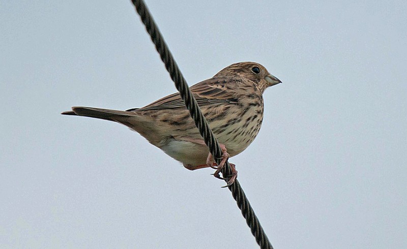 Corn Bunting
