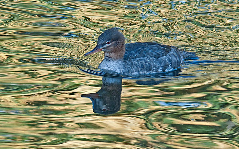 Red-breasted Merganser