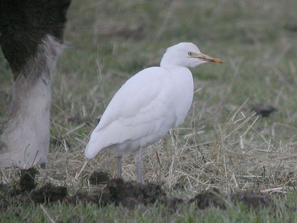 Cattle Egret