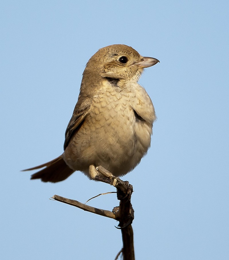 Daurian Shrike