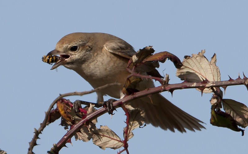 Daurian Shrike