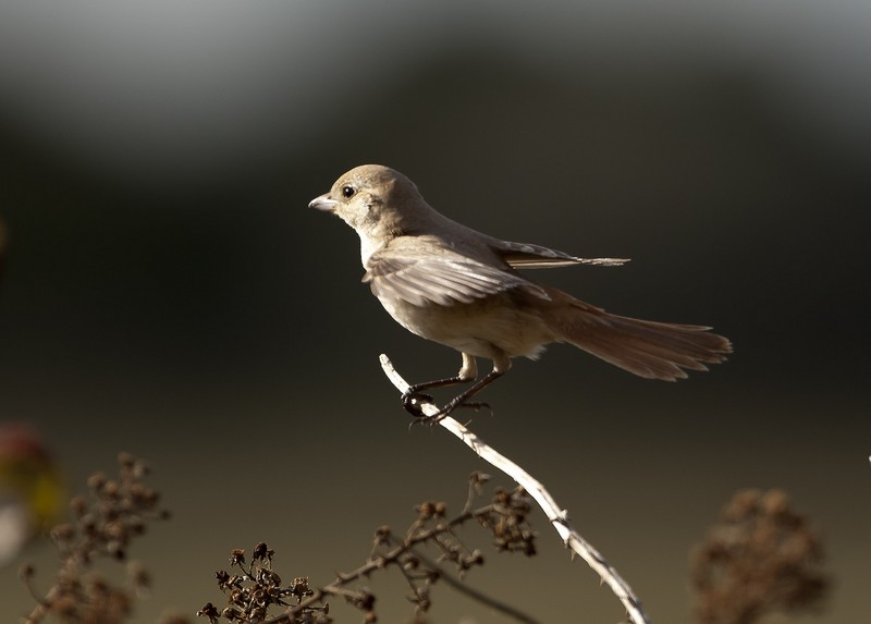 Daurian Shrike