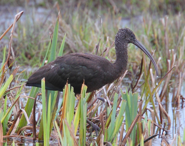 Glossy Ibis