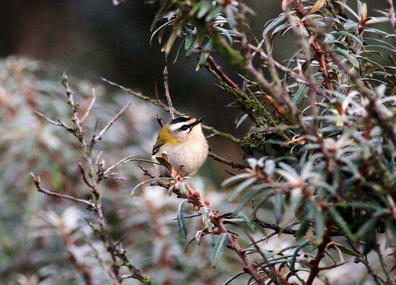Firecrest