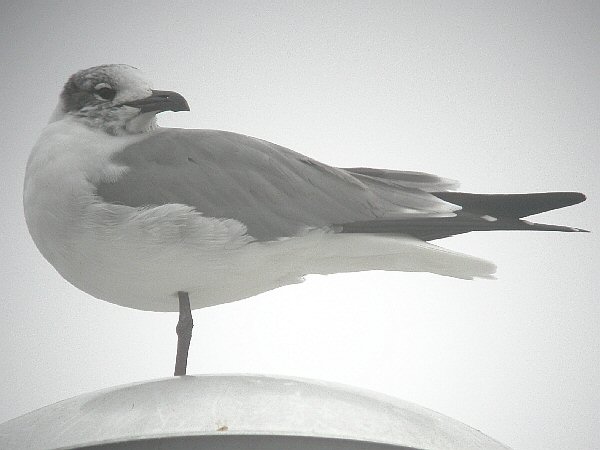 Laughing Gull