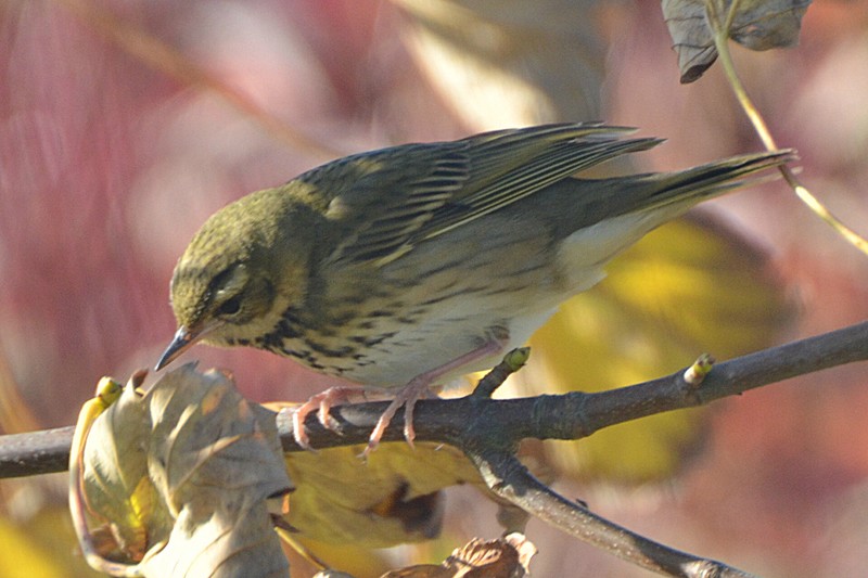 Olive-backed Pipit