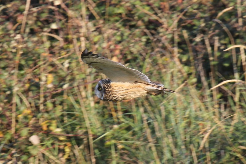 Short-eared Owl