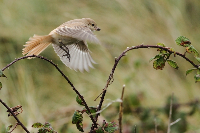 Daurian Shrike