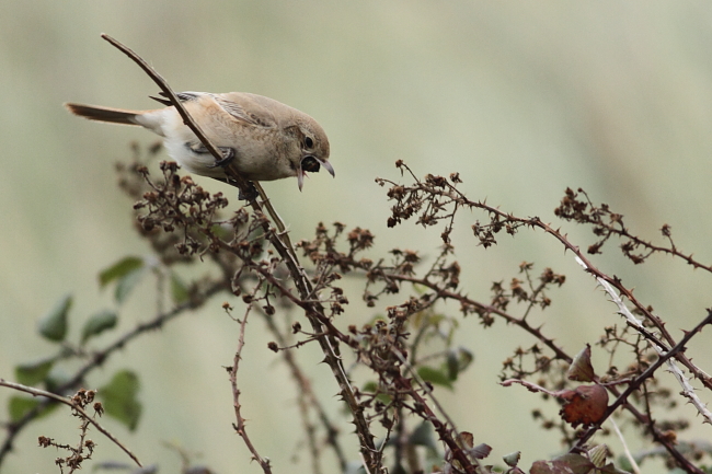 Daurian Shrike