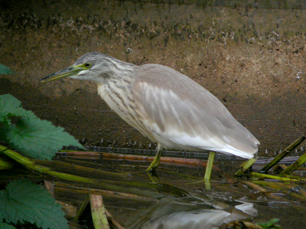 Squacco Heron