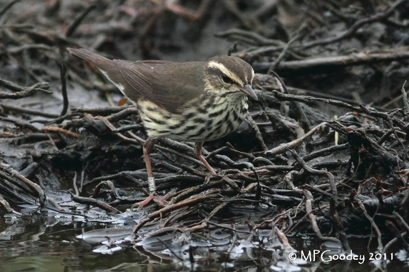 Northern Waterthrush