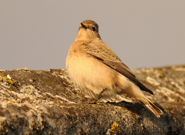 Pied Wheatear