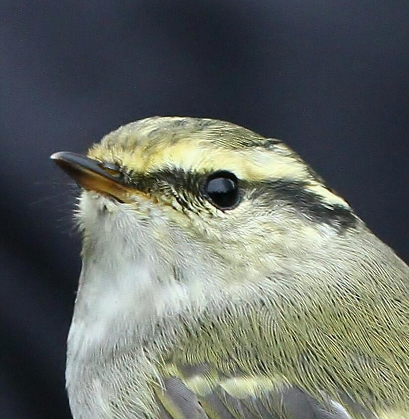 Pallas's Warbler