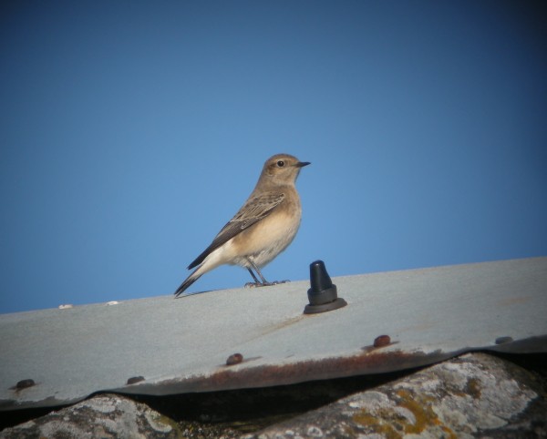 Pied Wheatear