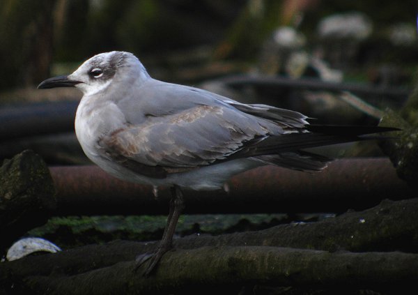 Laughing Gull