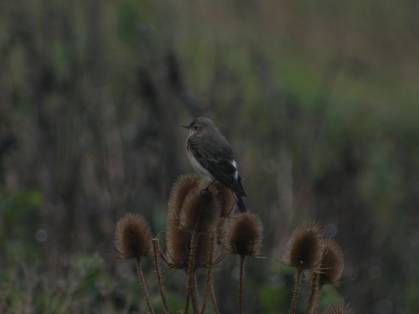 Pied Wheatear