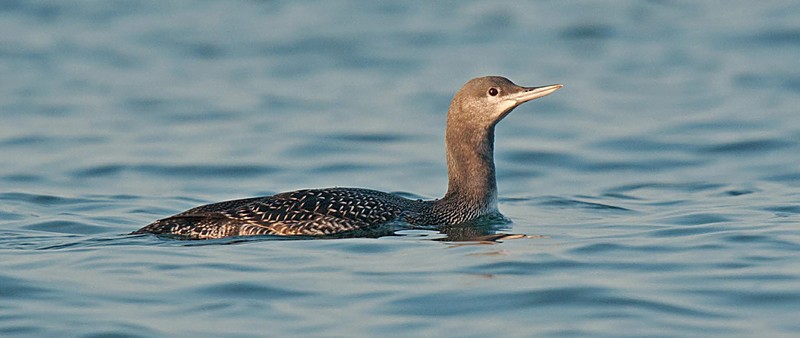 Red-throated Diver