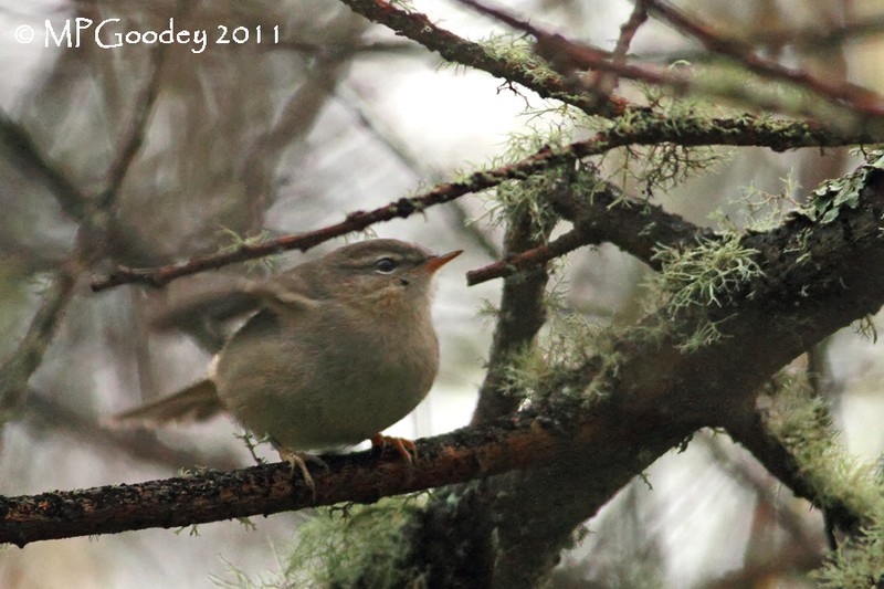 Dusky Warbler