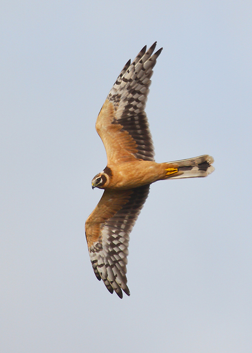 Pallid Harrier