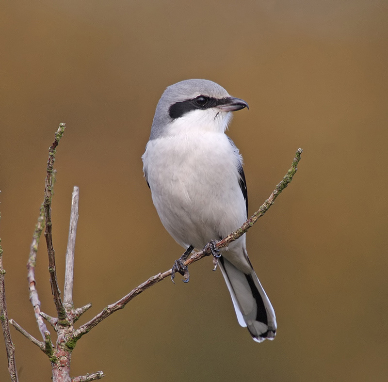 Great Grey Shrike