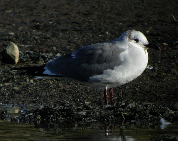 Laughing Gull