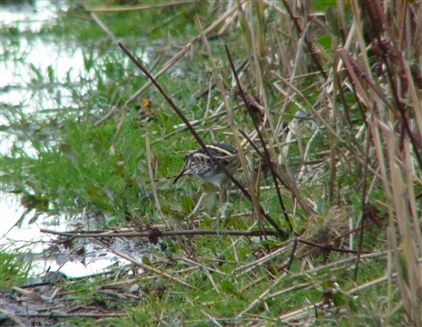 Jack Snipe