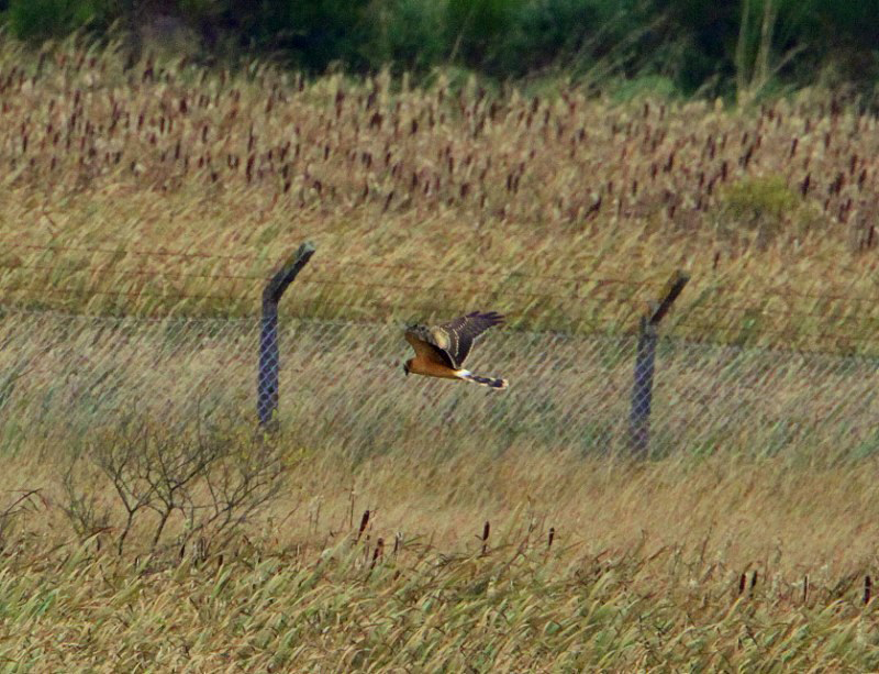 Pallid Harrier