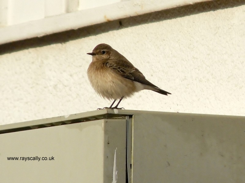 Pied Wheatear